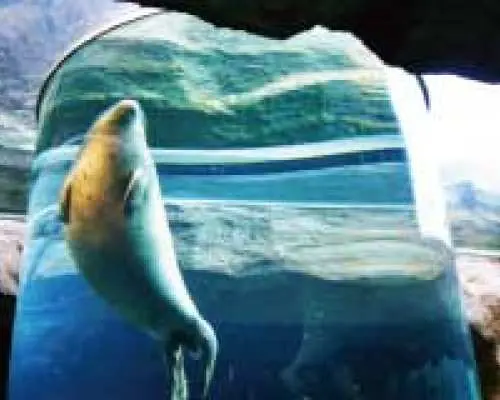 日本北海道｜旭山動物園・富良野美瑛・青池巴士一日遊｜札幌出發