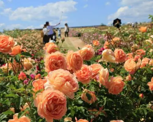 Rose Festa｜空之花畑世羅高原花林