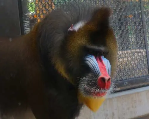豊橋総合動植物公園（のんほいパーク）入園チケット