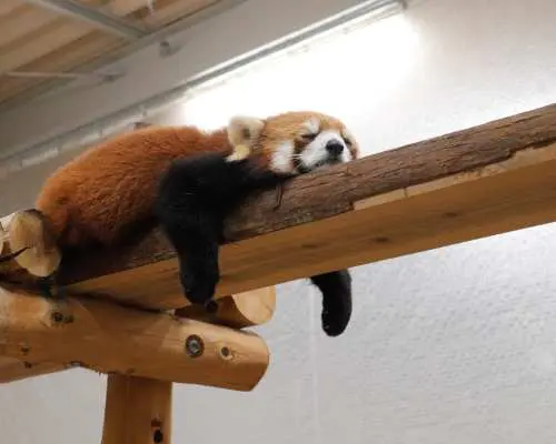 豊橋総合動植物公園（のんほいパーク）入園チケット