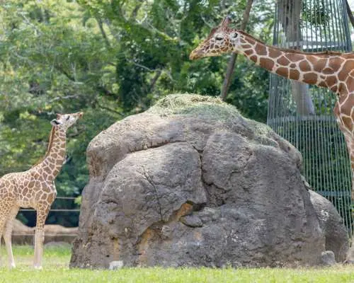 愛知県豊橋総合動植物公園（のんほいパーク）のサバンナエリアで、親子のキリンが岩のそばに立つ姿。チケットで家族連れに感動的な動物との出会いを提供します。