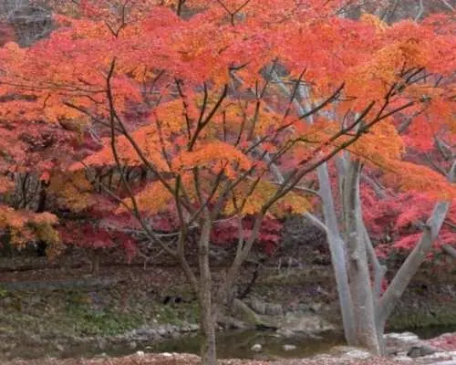 【韓國】賞楓葉2天團｜水杉樹林路＆光州普羅旺斯＆剛泉山楓葉名所＆光州楓葉生態湖水公園 ｜首爾出發