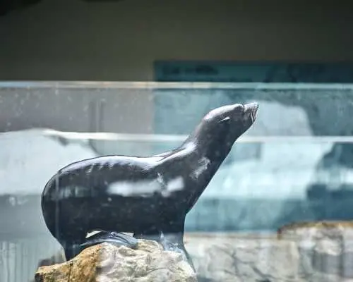 京都水族館の屋外展示エリアで、元気なアシカが岩の上に立ち、頭を少し上げて可愛らしく好奇心旺盛な様子を見せています。
