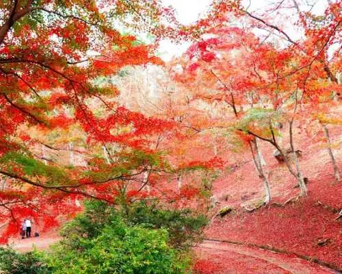 Tour trong ngày ngắm lá mùa thu tại Công viên Izu Panorama Vườn mận Atami Công viên Izu Panorama Shuzenji Niji-no-Sato (Khởi hành từ Tokyo)
