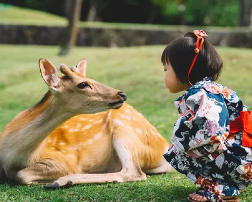 One-day Kansai Region Chartered or Customized Tour｜Osaka, Kyoto, Kobe, and Other Regions | Japan