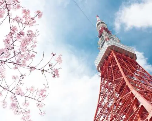 日本東京鐵塔與盛開的櫻花樹枝，象徵機場接送服務可達東京市區及迪士尼等區域，讓您輕鬆探索地標美景。