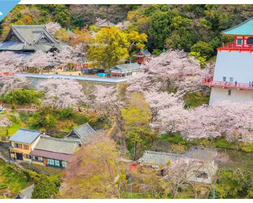 和歌山纪三井寺春季樱花盛开的壮丽全景，传统寺庙建筑与缆车穿梭其间，景色宜人。
