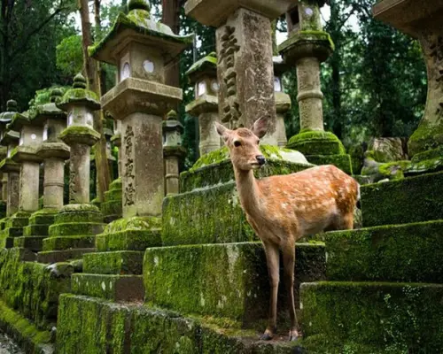One-day Kansai Region Chartered or Customized Tour｜Osaka, Kyoto, Kobe, and Other Regions | Japan