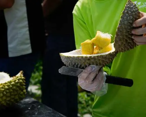 [Seasonal Limited | Malaysia] Durian Garden One Day Tour | Chinese speaking driver | Departing from Kuala Lumpur | Group of 3 people | Each person can enjoy about 1.5-2KG of durians