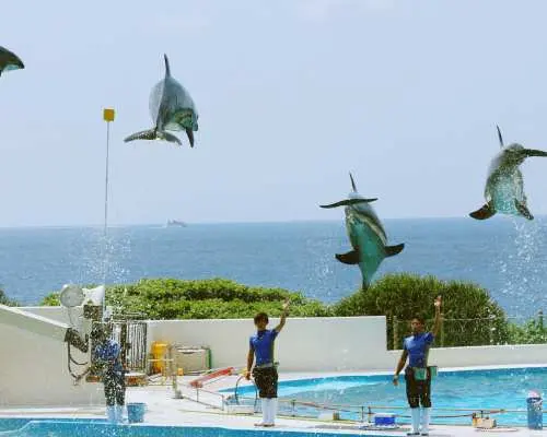 沖縄北部日帰りバスツアー｜万座毛・古宇利島・美ら海水族館・アメリカンビレッジ｜全アトラクション入場料込み