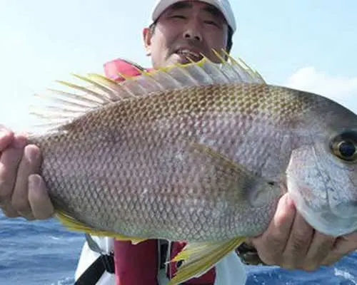 Okinawa, Japan｜8-hour professional sea fishing charter｜Sea fishing｜Departure from Naha North Port