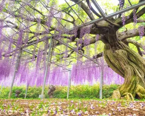 ออกเดินทางจากโตเกียว | ทัวร์ส่วนตัวแบบเช่าเหมาลำที่นิกโก้หรืออาชิคางะ/ซาโนะ | ศาลเจ้านิกโก้โทโชกุ & น้ำตกเคงอน & สะพานชินเคียว & กระเช้าลอยฟ้าอะเคจิไดระ หรือ ศาลเจ้าโอริฮิเมะ & สวนดอกไม้อาชิคางะ & ซาโนะพรีเมียมเอาท์เล็ท