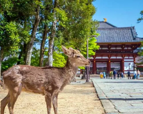 日本 関西エリア送迎サービス｜地点間送迎サービス｜大阪 / 神戸 / 奈良 / 京都 / 有馬温泉 / ユニバーサルスタジオ / 白浜
