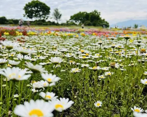 구주 하나 공원 내 순백색 데이지 꽃밭, 배경에는 다채로운 다른 꽃밭들이 펼쳐져 규슈 오이타 쿠쥬마치 여행에 신선하고 자연스러운 아름다움을 더합니다.