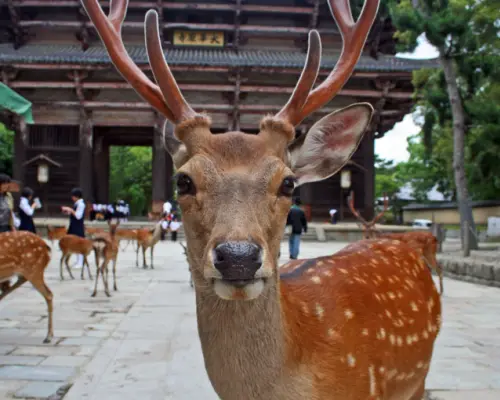 奈良公園の穏やかなシカのクローズアップ、背景には多くのシカと古い寺院の建物があり、野生動物との親密な交流を提供するユニークな古都体験です。