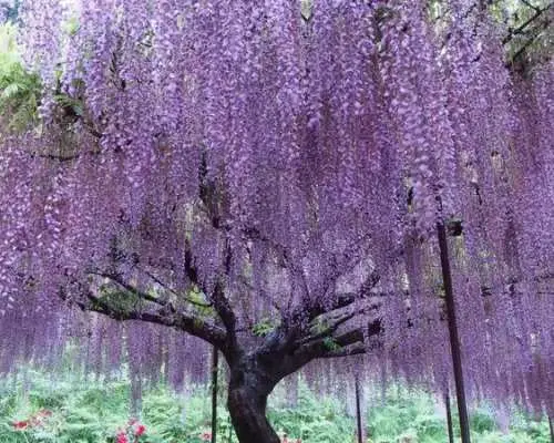 【期間限定】賞花一日遊｜三田市芝櫻庭園  白毫寺｜春日浪漫粉紅芝櫻＆夢幻紫藤花海觀賞｜含飯店自助午餐、可選購和服體驗（大阪出發）