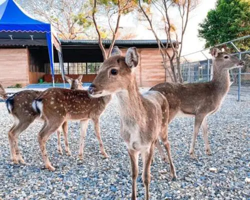 고속철도 티켓 구매 시 최대 25% 할인| 윈린 렌터카 | iRent 6/10시간 카셰어링 + 왕복 고속철도 티켓 | 고속철도 휴가