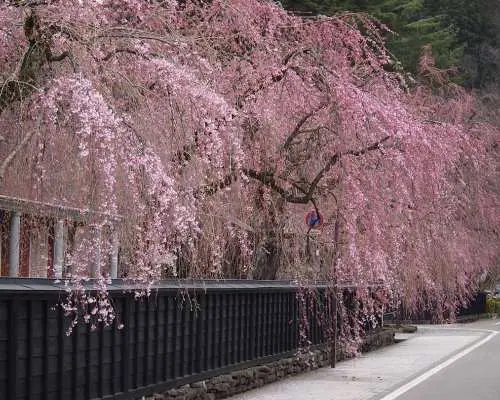 “온천 리조트 호텔에 숙박 1박 2일로 둘러싼 아오모리·아키타·이와테 미치노쿠 3대 벚꽃 2일간” 신칸센 이용·도쿄역 출발