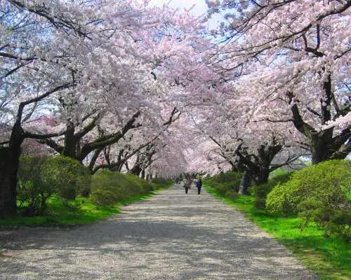 “온천 리조트 호텔에 숙박 1박 2일로 둘러싼 아오모리·아키타·이와테 미치노쿠 3대 벚꽃 2일간” 신칸센 이용·도쿄역 출발