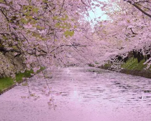 “온천 리조트 호텔에 숙박 1박 2일로 둘러싼 아오모리·아키타·이와테 미치노쿠 3대 벚꽃 2일간” 신칸센 이용·도쿄역 출발