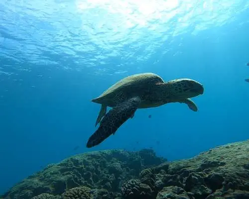 ハワイ、西オアフ島の手つかずの澄んだ海で、鮮やかなサンゴ礁の上を優雅に泳ぐ雄大なウミガメ。プライベートシュノーケリング体験のハイライトです。