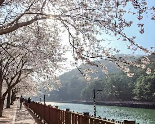 釜山秘密櫻花之旅（藍線公園海灘列車、龍宮寺等）
