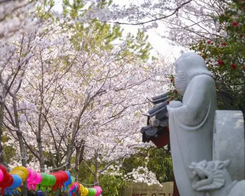 釜山秘密櫻花之旅（藍線公園海灘列車、龍宮寺等）