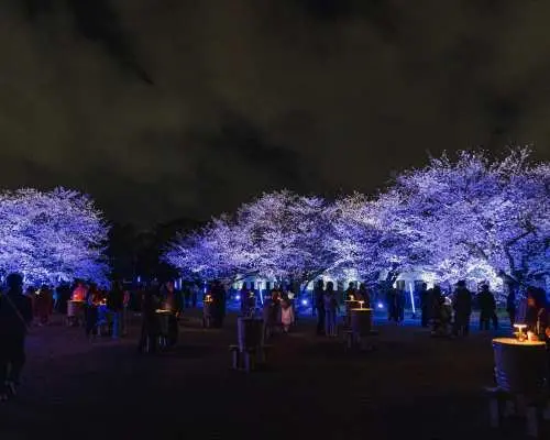 Fukuoka Castle Sakura Festival [Special Illumination Area] Admission Ticket (Fukuoka Prefecture)