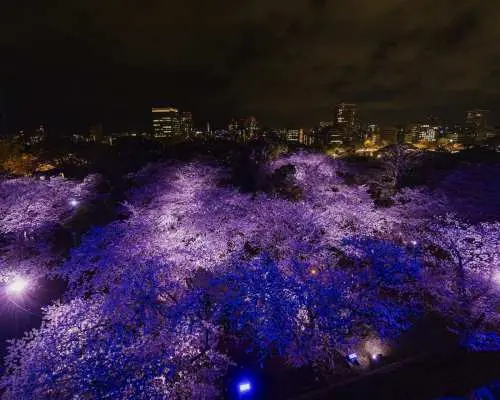 Fukuoka Castle Sakura Festival [Special Illumination Area] Admission Ticket (Fukuoka Prefecture)