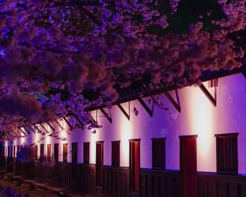 Fukuoka Castle Sakura Festival [Special Illumination Area] Admission Ticket (Fukuoka Prefecture)