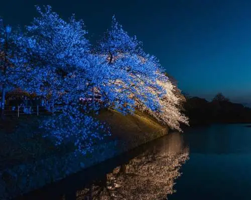 Fukuoka Castle Sakura Festival [Special Illumination Area] Admission Ticket (Fukuoka Prefecture)