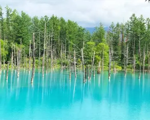 [Summer Limited Time Offer | Includes Shikisai-oka Admission + Flower Field Tractor Tour] Hokkaido Biei-Furano Day Trip | Shikisai-oka & Shirogane Blue Pond & Shirahige Falls & Farm Tomita | English & Chinese Service | Round Trip from Sapporo