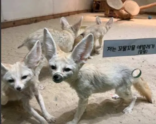【韓國】暑假親子水上樂園+動物園一天團｜室內外動物園 & 超大型 Onemount 水上樂園｜首爾出發