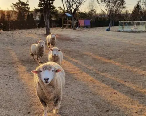 【韓國】暑假親子水上樂園+動物園一天團｜室內外動物園 & 超大型 Onemount 水上樂園｜首爾出發