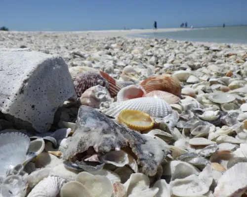 Marco Island 10,000 Islands boat and beach excursion