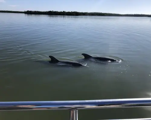 Marco Island 10,000 Islands boat and beach excursion