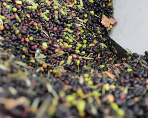 Terrasses du Larzac half day olive oil mill experience
