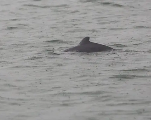 Tour du thuyền ngắm cá heo Kuching