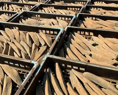 Numerous katsuobushi blocks are neatly arranged in baskets at the Ibusuki katsuobushi factory in Japan, awaiting drying and aging.