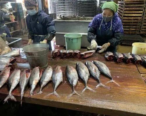 Skilled artisans at the Kagoshima Ibusuki katsuobushi factory are expertly processing fresh bonito, preparing for traditional katsuobushi production.