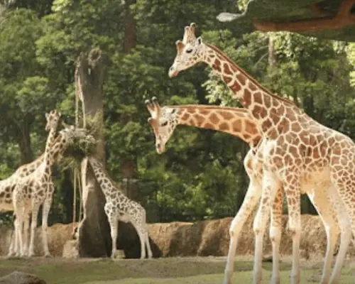雅加達茂物塔曼野生動物園私人一日遊