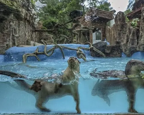 雅加達茂物塔曼野生動物園私人一日遊