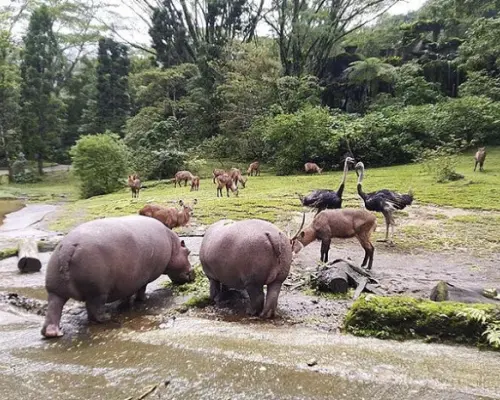 雅加達茂物塔曼野生動物園私人一日遊