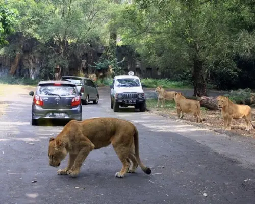雅加達茂物塔曼野生動物園私人一日遊