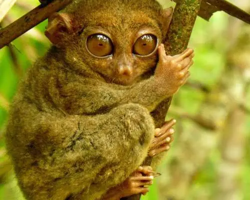 Bohol Countryside Day Tour With Optional ATV or Buggy Experience (Free Restaurant Vouchers Included) | Philippines