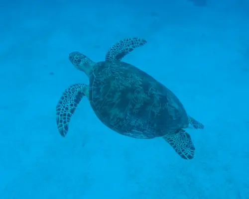 Tour tham quan đảo Panglao và ngắm cá heo ở Balicasag & Quần đảo Virgin (Bao gồm phiếu ăn miễn phí) | Philippines