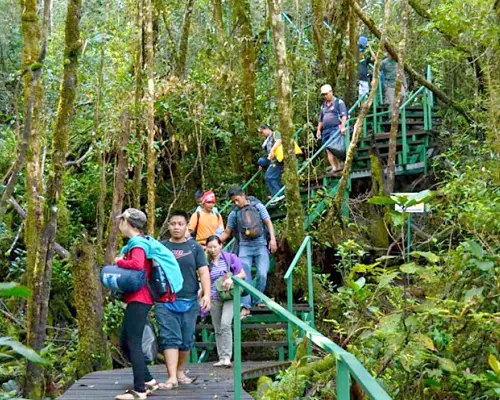 Hikers navigating a winding wooden boardwalk through the dense, lush rainforest on Mount Trus Madi, experiencing the challenging ascent and unique ecosystem in Sabah.