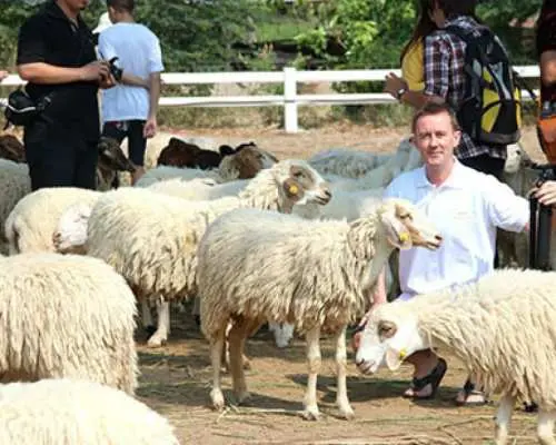 泰国华欣瑞士绵羊牧场门票｜Swiss Sheep Farm