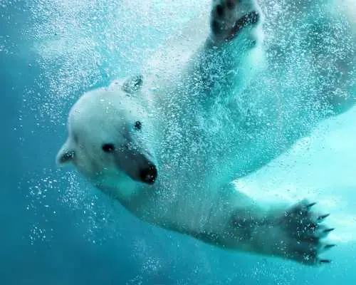 see polar bears at asahiyama zoo