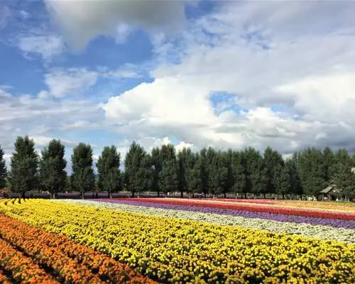 Hokkaido Day Tour | Asahiyama Zoo, Shirahige Falls, Biei | Sapporo Departure | English/Chinese Guide